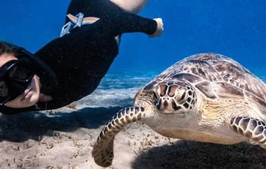 Abu Dabbab Beach– Snorkel with Turtles & Dugong From Hurghada – Hurghada