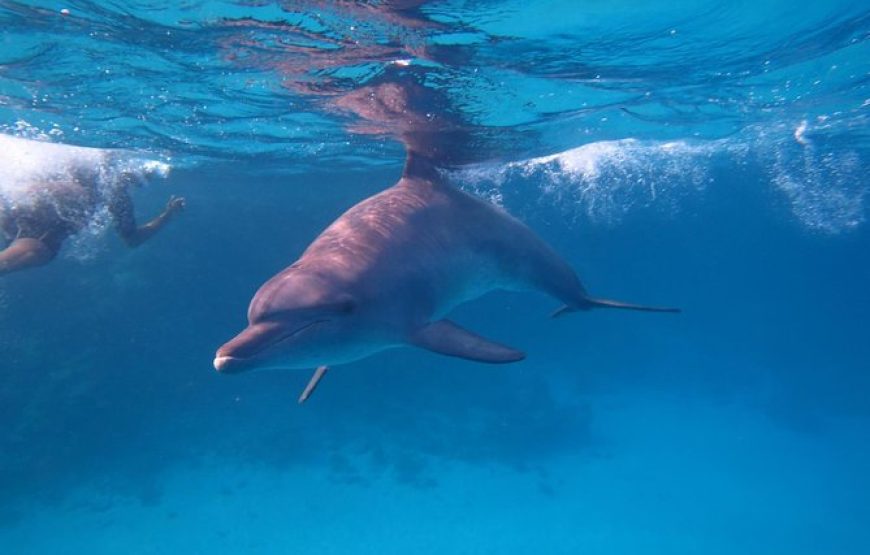 Overnight Snorkeling Trip At Sataya Dolphin Reef From Marsa alam