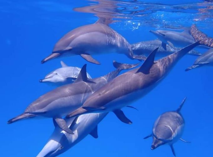 Swimming with Dolphin VIP Snorkeling Sea Trip With Lunch and Transfer – Hurghada
